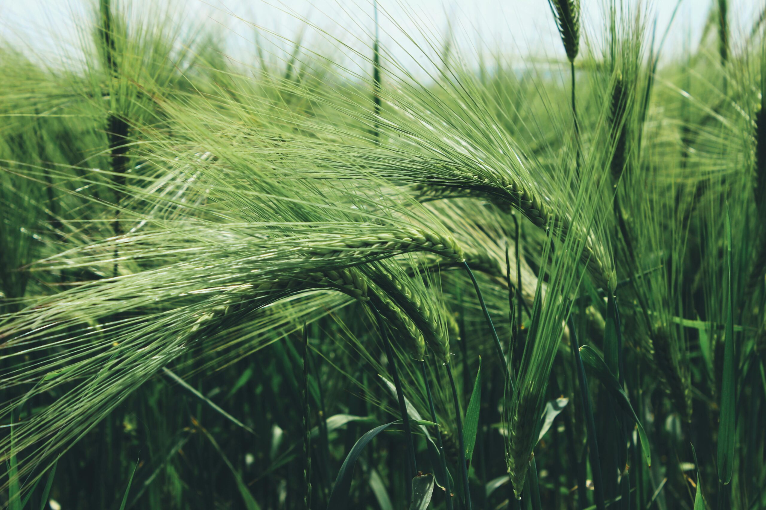 Nos Agriculteurs bio